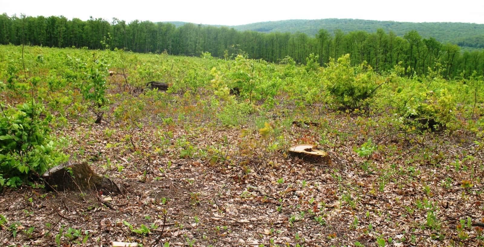„Moldsilva” nu vede nimic ilegal în defrișarea pădurilor în raionul Orhei