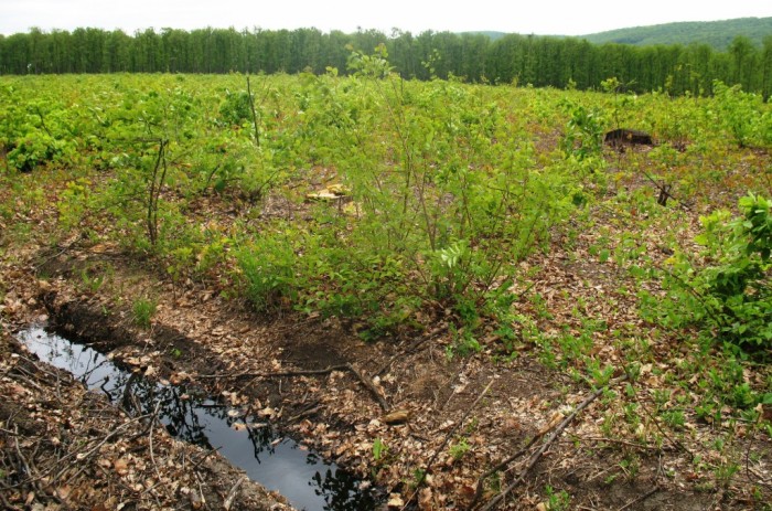 Pădurile din Moldova continuă să fie distruse 